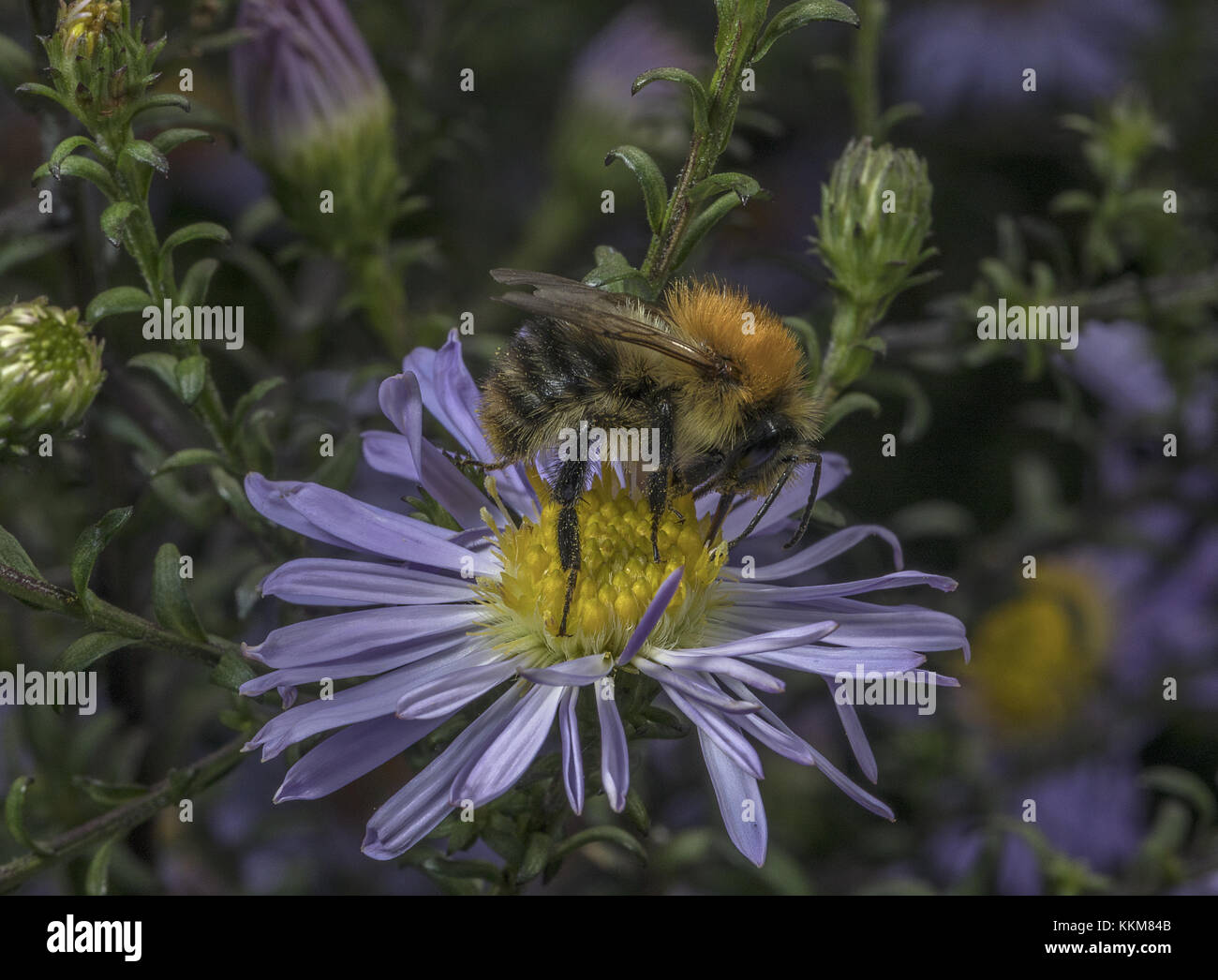 Common Carder Bee, Bombus pascuorum, im Garten michaelmas Gänseblümchen, Dorset. Stockfoto