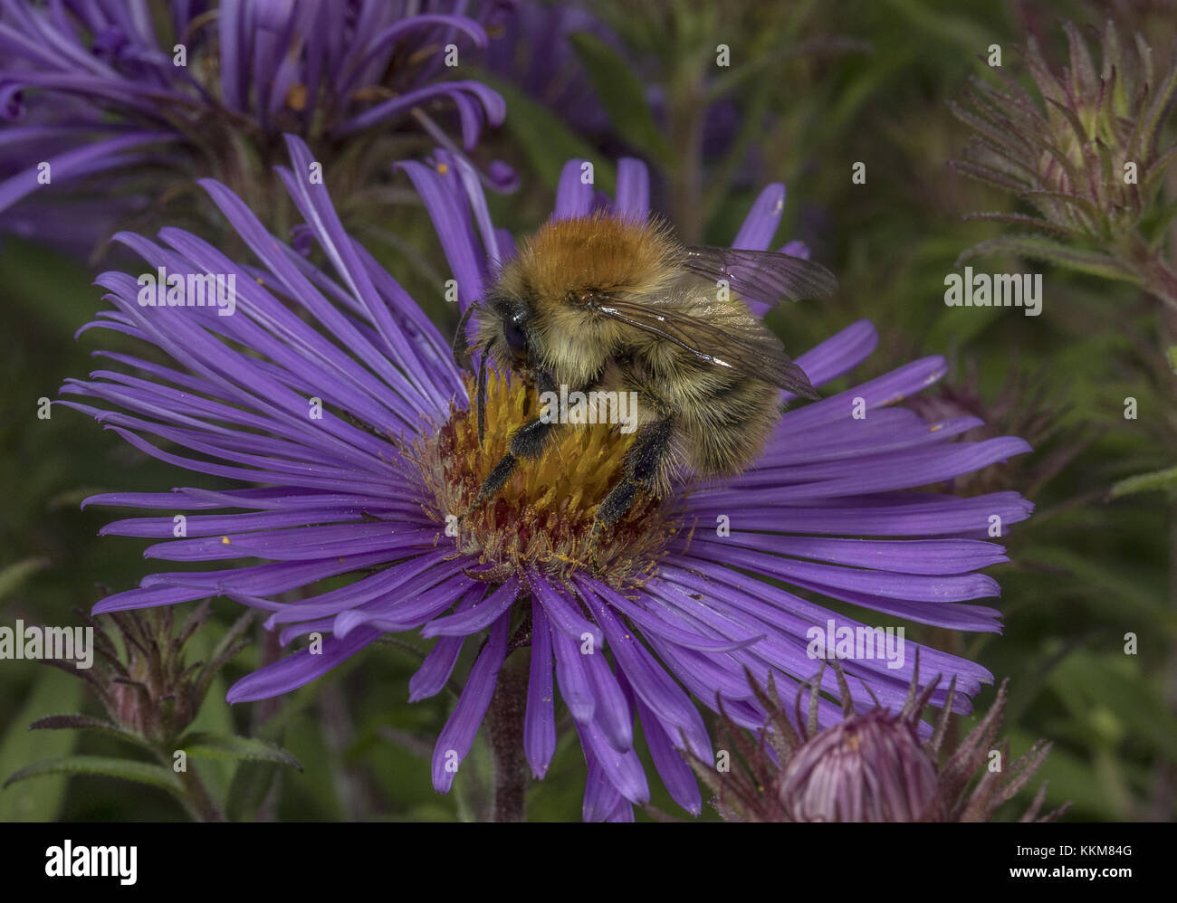 Common Carder Bee, Bombus pascuorum, im Garten michaelmas Gänseblümchen, Dorset. Stockfoto