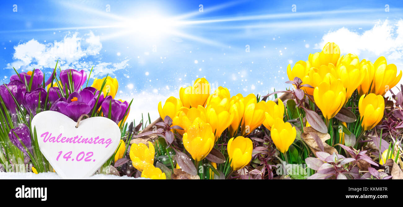 Valentinstag Fruhlingswiese Krokusse Blauer Himmel Stockfotografie Alamy
