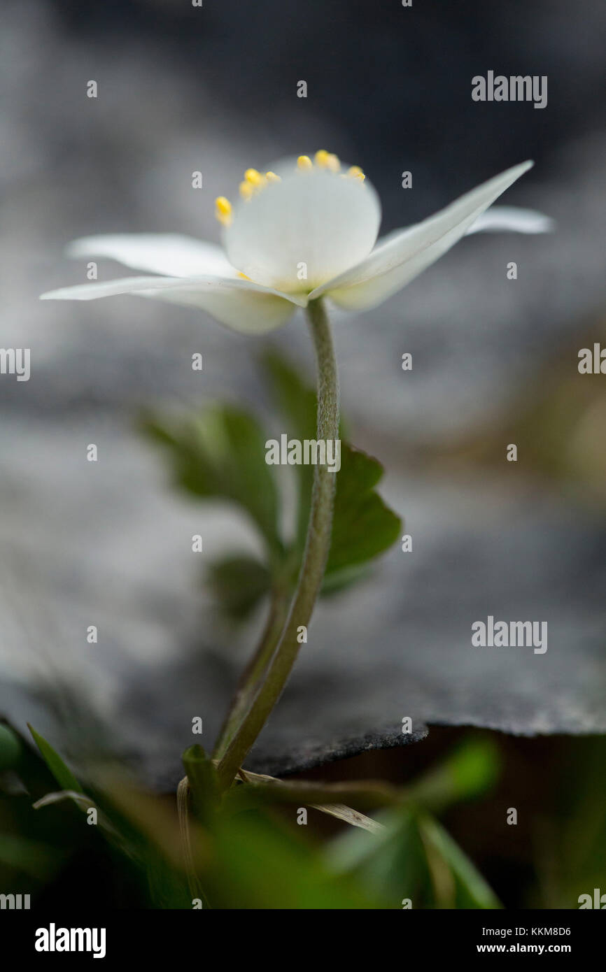 Buschwindröschen, Nahaufnahme, Anemone officinalis Stockfoto