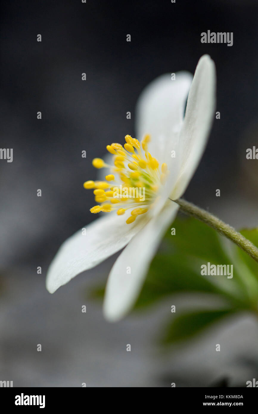 Buschwindröschen, Nahaufnahme, Anemone officinalis Stockfoto