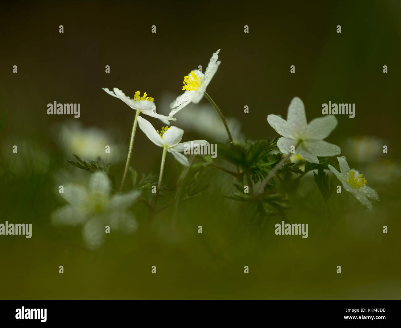 Buschwindröschen, Nahaufnahme, Anemone officinalis Stockfoto