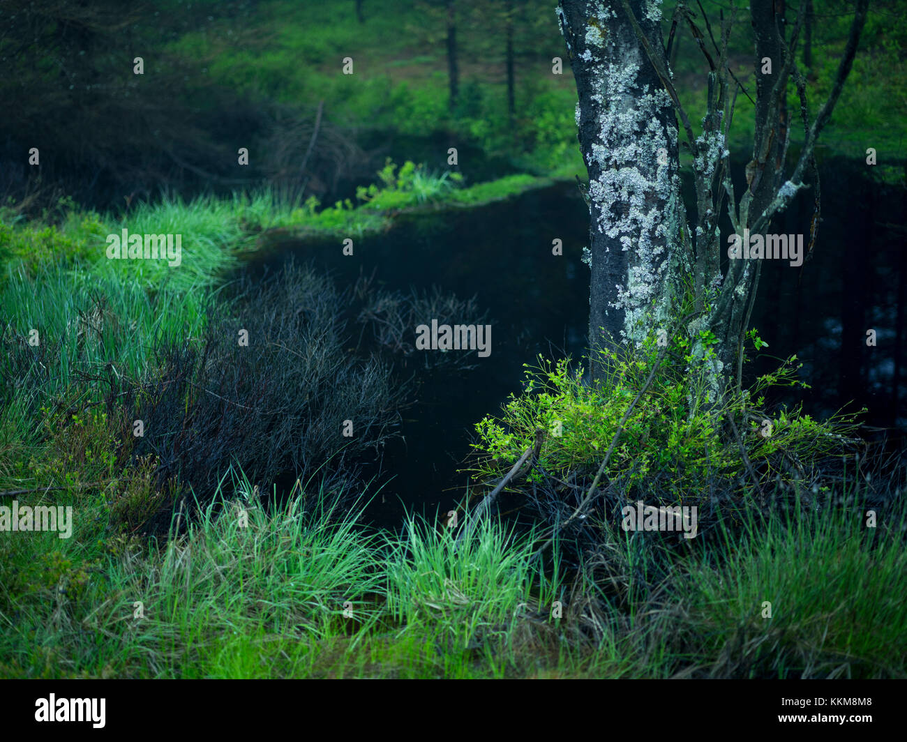 Berg an der Henneberg, Erzgebirge, Sachsen, Deutschland, Stockfoto