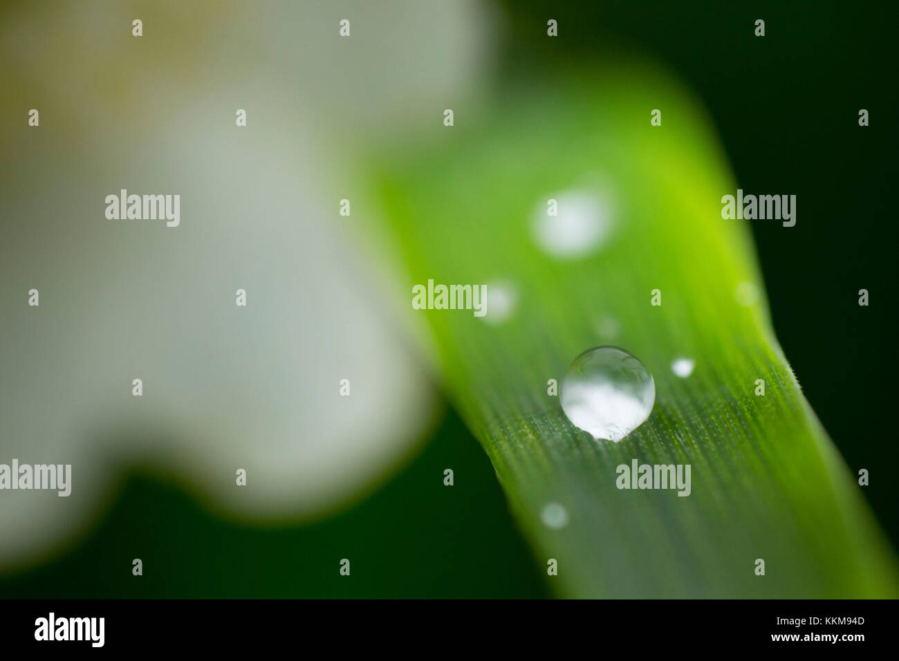 Grashalm mit dewdrop, close-up Stockfoto