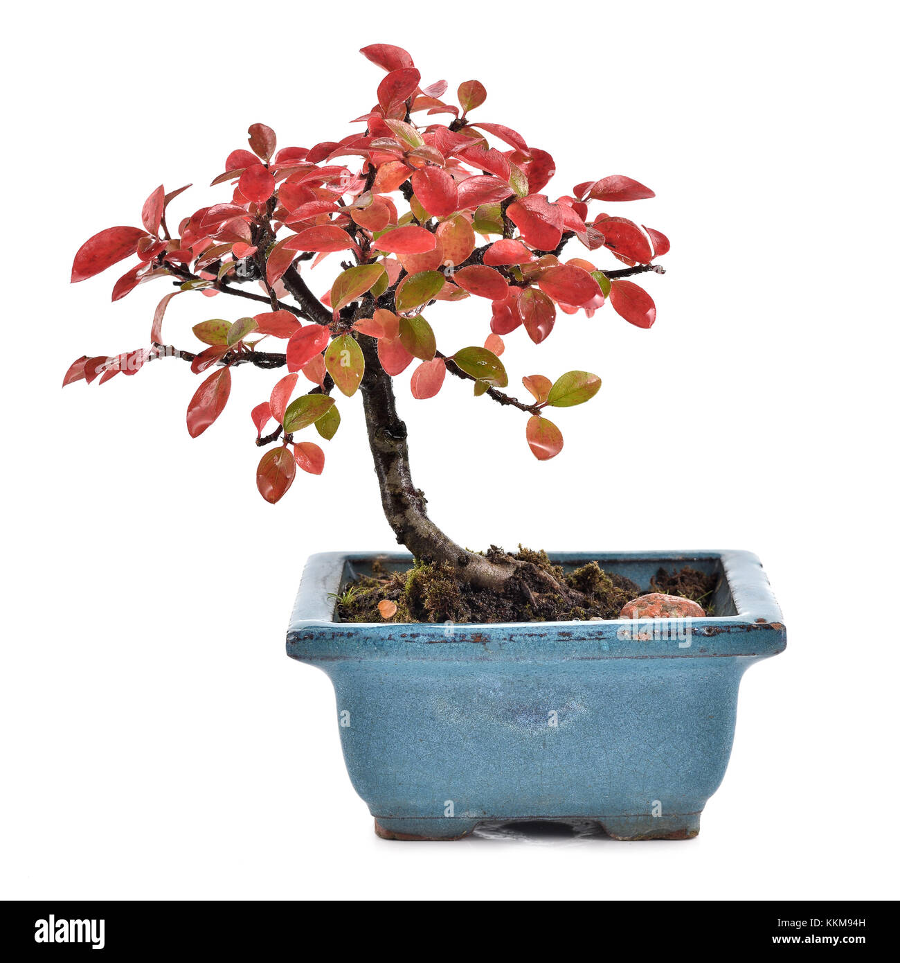 Kleiner Bonsai Cotoneaster integerrimus in blauem Keramiktopf isoliert auf weißem Hintergrund. Bonsai mit Herbstblättern. Speicherplatz kopieren Stockfoto