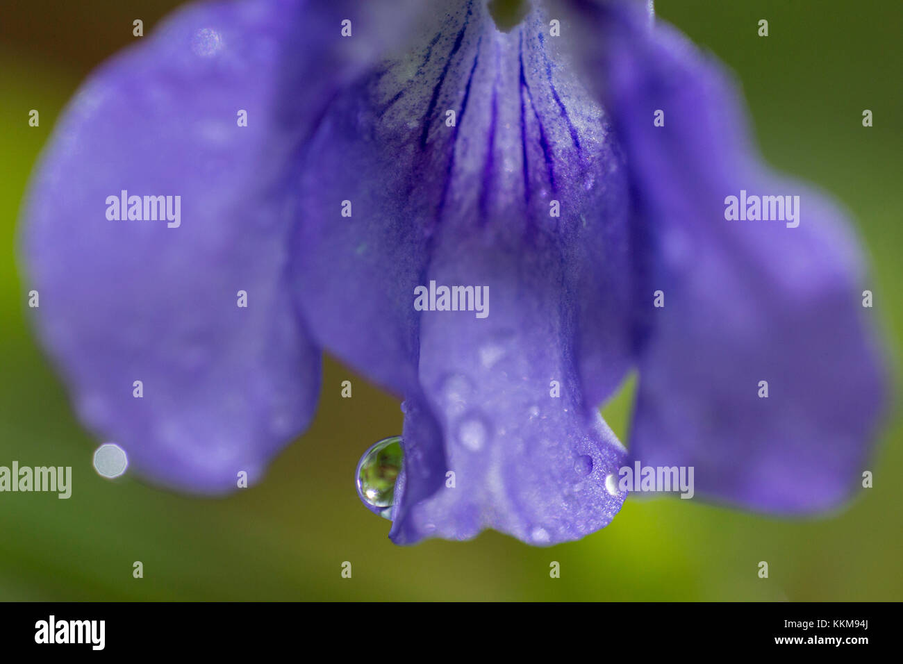 Seil auf Violett Blume, Viola, close-up Stockfoto