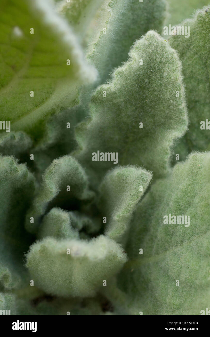 Pflanze, behaarte Blätter, close-up Stockfotografie - Alamy