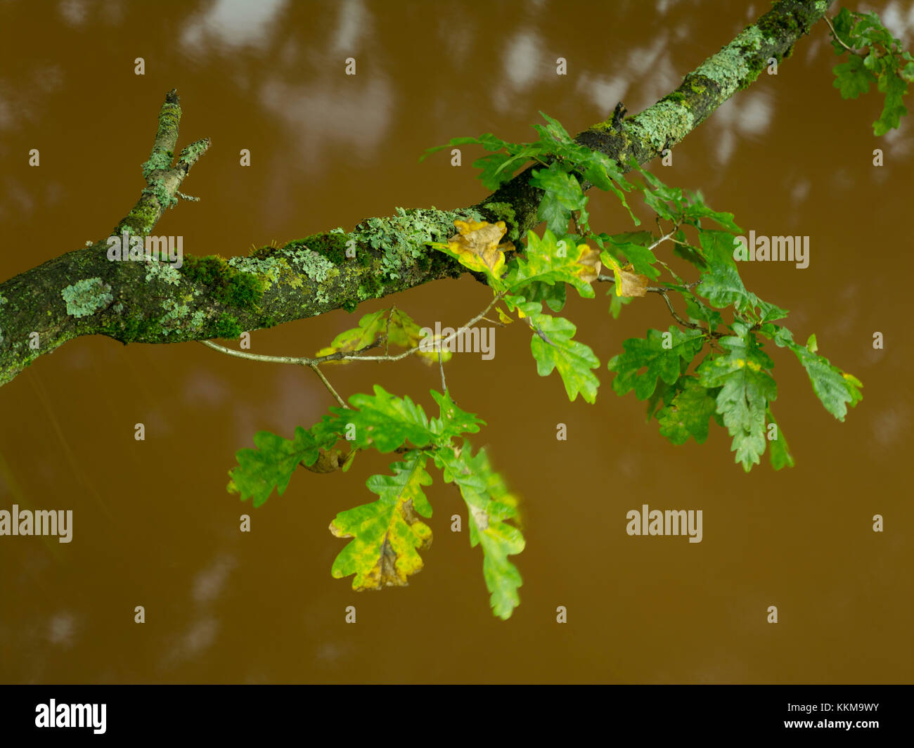 Zweig mit Herbstlaub über einen Bach in der Nähe von bruchweiler, Pfälzer Wald, Rheinland-Pfalz, Deutschland, Stockfoto