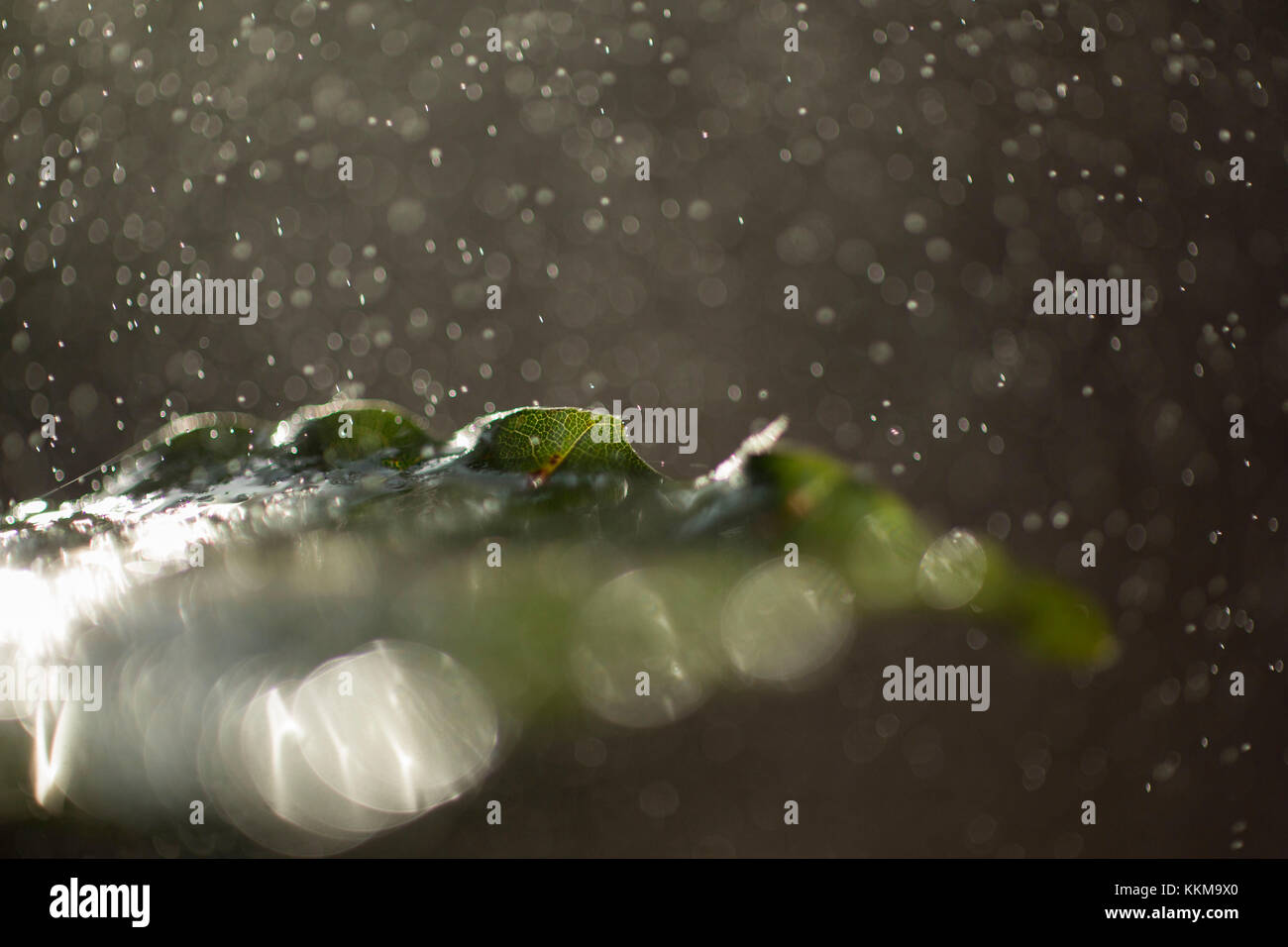 Buche im Regen, Nahaufnahme, Detail Stockfoto