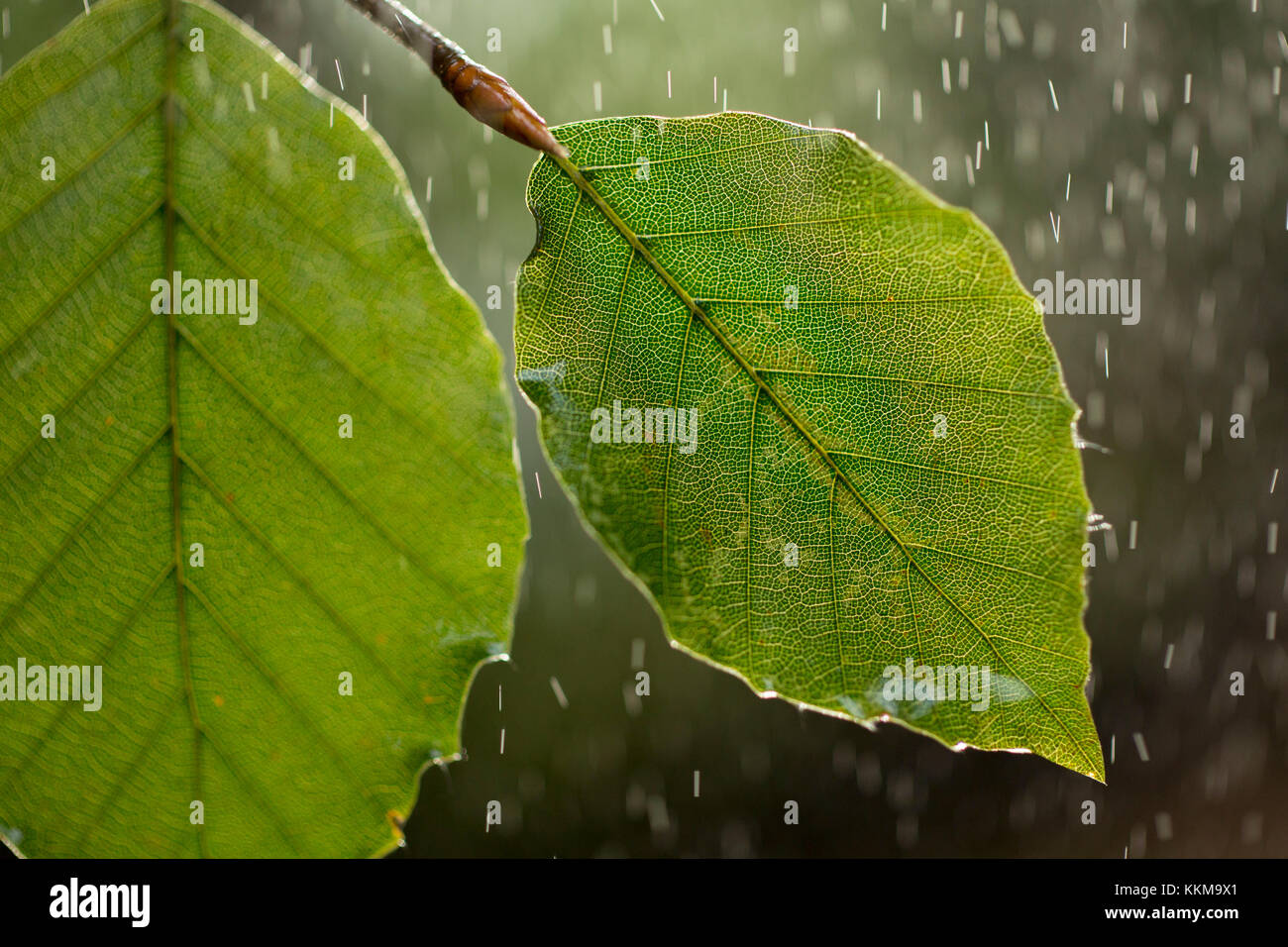 Buche im Regen, Nahaufnahme, Detail Stockfoto
