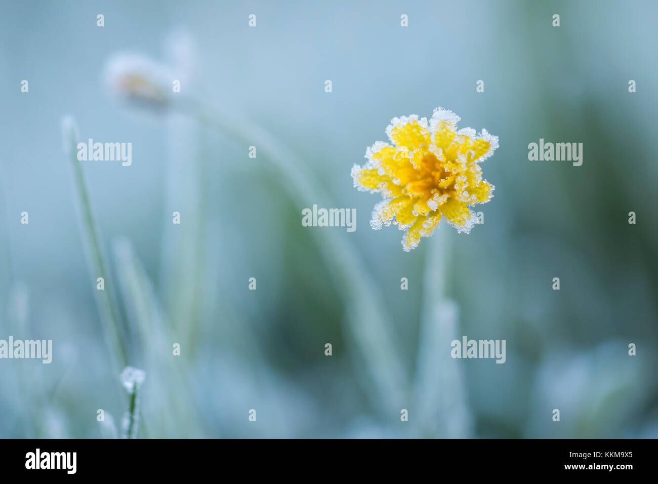 Wiese Hahnenfuß (Ranunculus acris) Blume in Frost bedeckt. Cahir, Tipperary, Irland. Stockfoto