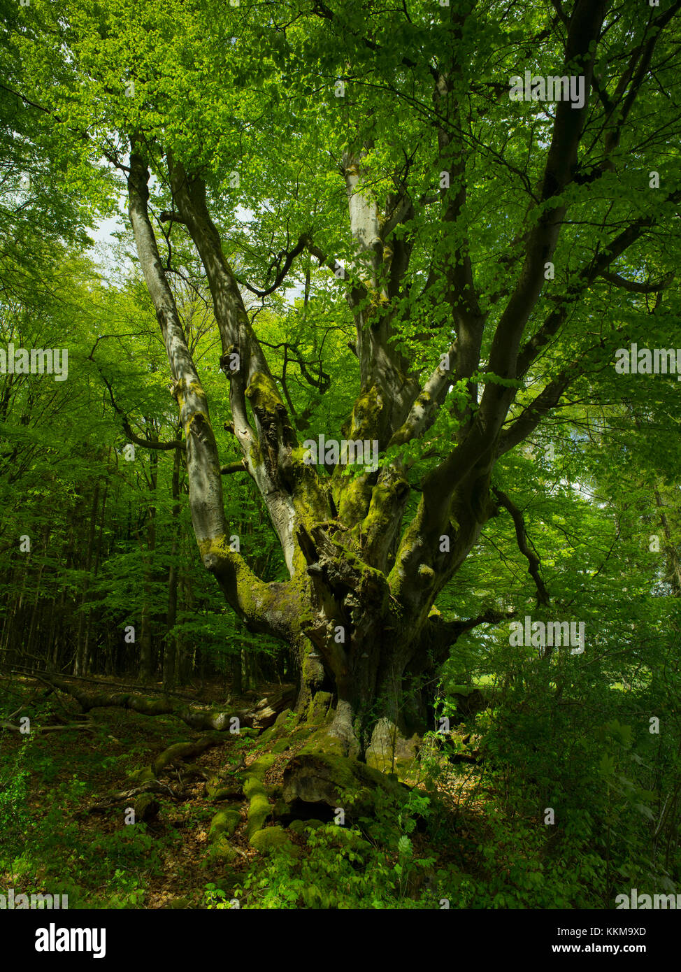 Alte Buche in der Nähe von Oberbach, Rhön, Grenzgebiet Hessen/Bayern, Deutschland Stockfoto