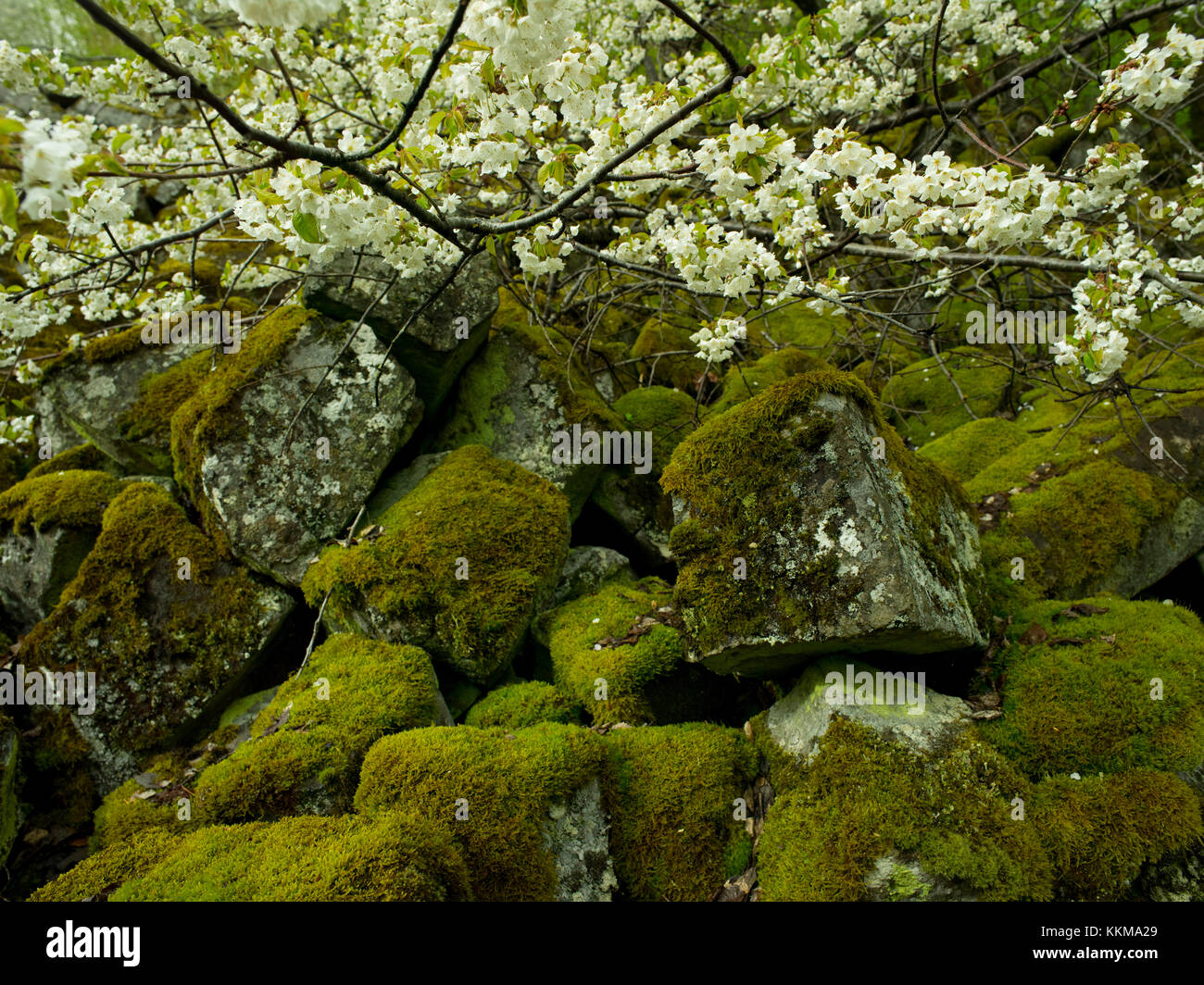 Basalt am Gangolfsberg, Naturschutzgebiet Lange Rhön, UNESCO-Biosphärenreservat, Naturpark Bayerische Rhön, Rhön, Bayern, Deutschland, Stockfoto