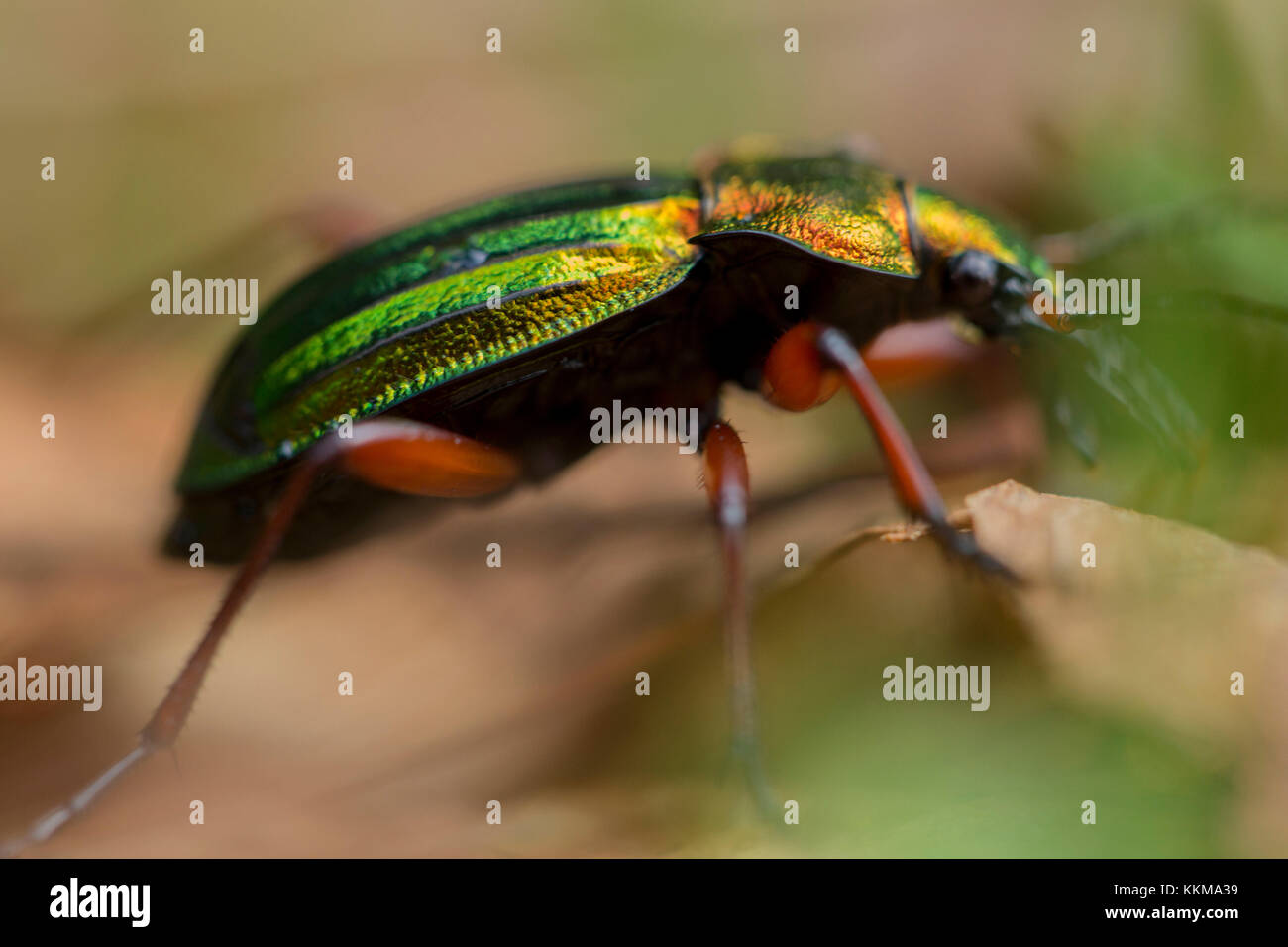 Käfer, Carabus auronitens, close-up Stockfoto