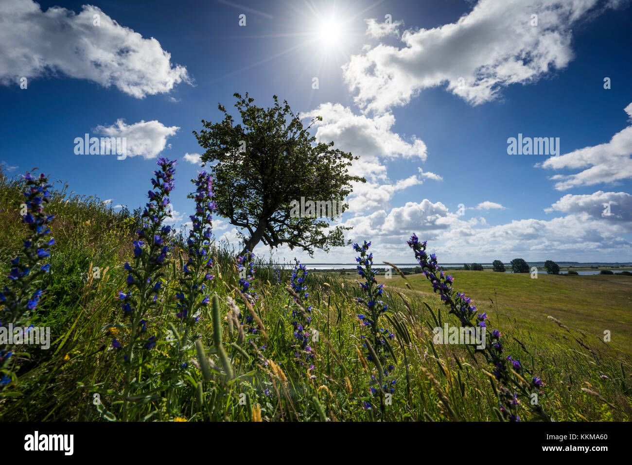 Das Hochland der Insel Hiddensee mit einzelnen Bäumen auf die natürliche Wiese, Sommer an der Ostsee. Stockfoto