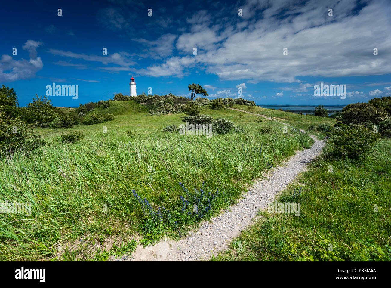 Das Hochland der Insel Hiddensee mit einzelnen Bäumen auf die natürliche Wiese, Sommer an der Ostsee. Stockfoto