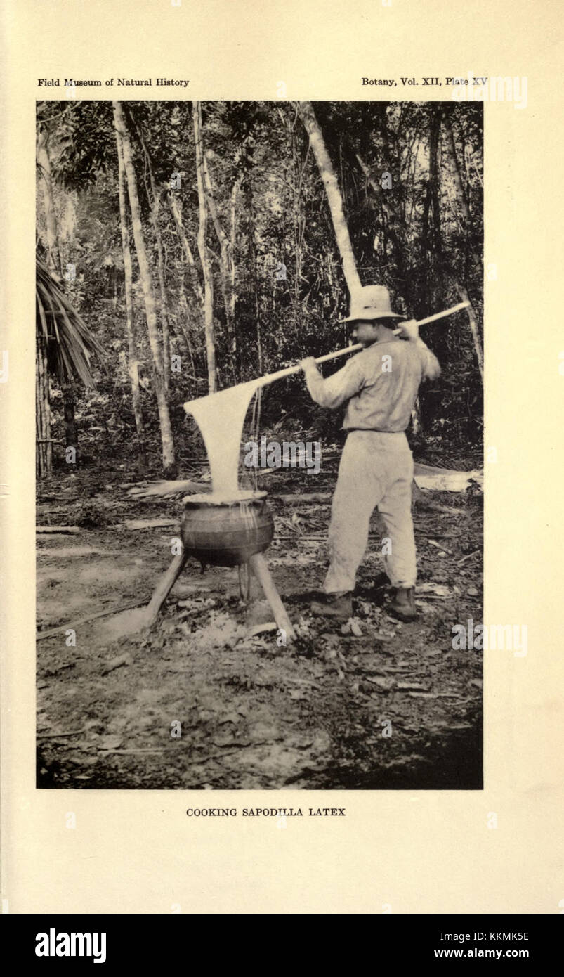 Das Kochen von Sapodilla-Latex bezieht sich auf den Prozess der Extraktion und Nutzung des Latex aus dem Sapodilla-Baum. Dieser Naturlatex wurde in der Vergangenheit in verschiedenen kulinarischen und medizinischen Anwendungen verwendet, insbesondere in tropischen Regionen, in denen Sapodilla angebaut wird. Stockfoto