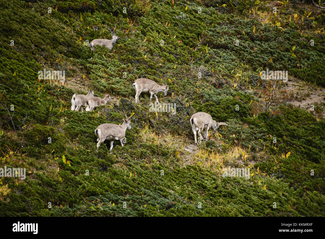 Bharal blaue Schafe in der tsum Valley in der Nähe von Tibet, Gorkha Bezirks, Nepal Stockfoto