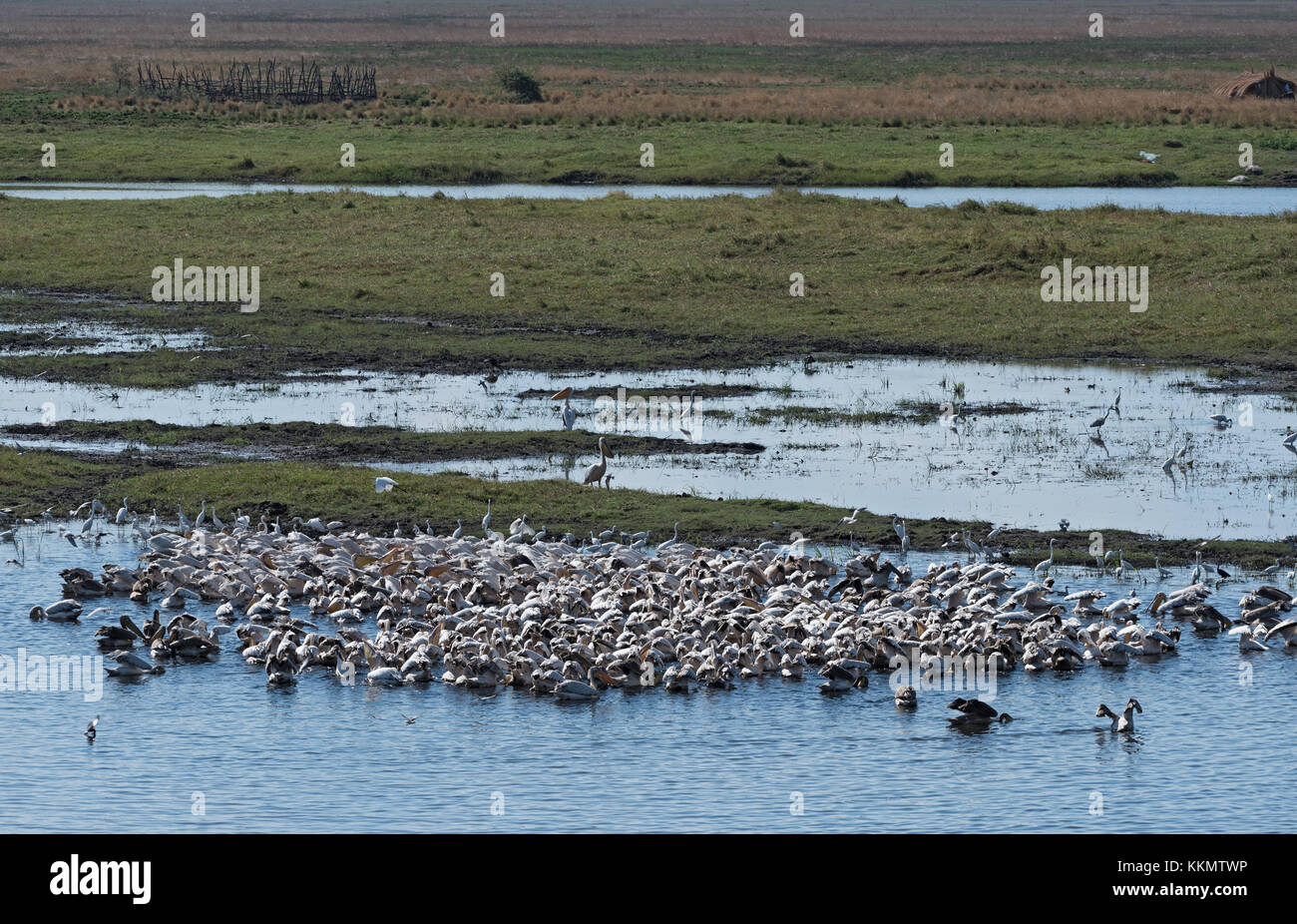 Großen weißen Pelikane an der Grenze Fluss Chobe Nationalpark, Botswana, Namibia Stockfoto