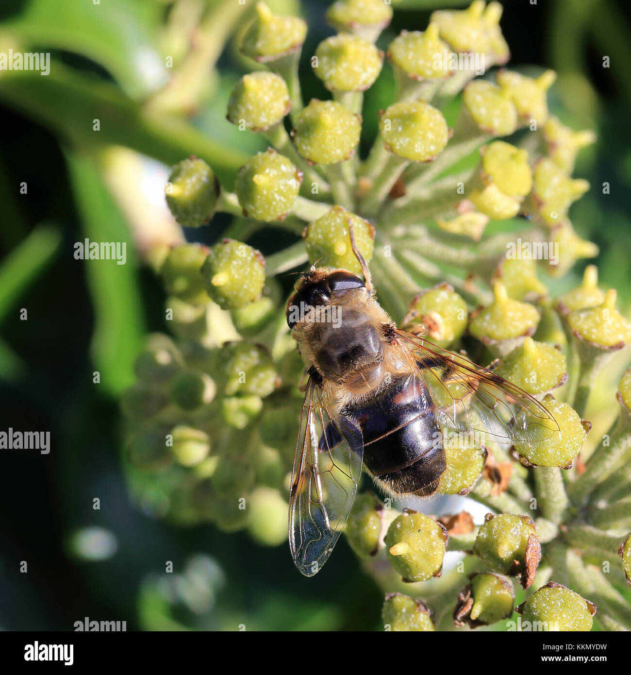 Hoverfly (eristalis Tenax) auf Efeu, Cornwall, England, Großbritannien. Stockfoto