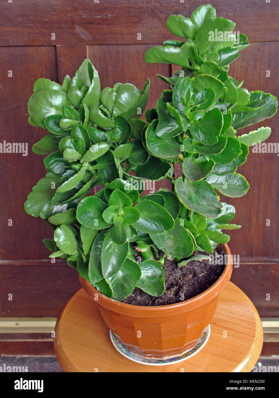 variegata deutsch Alocasia Frydek Variegata