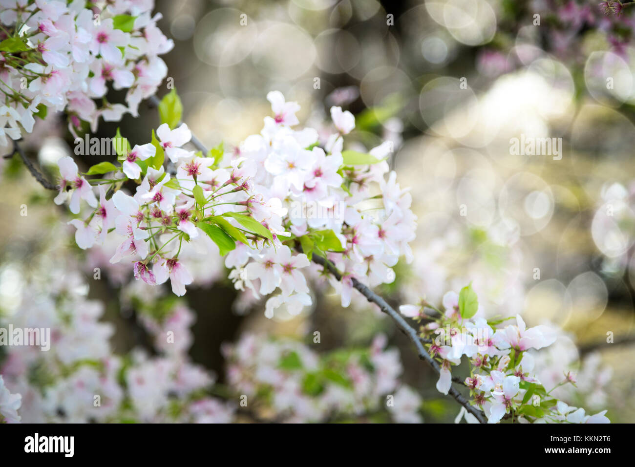 Feder Sakura Blüten in Japan Stockfoto