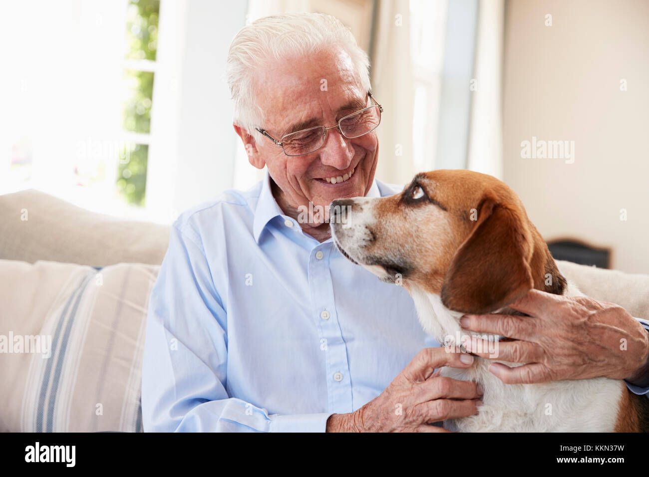 Älterer Mann sitzt auf einem Sofa zu Hause mit Pet-Beagle Hund Stockfoto