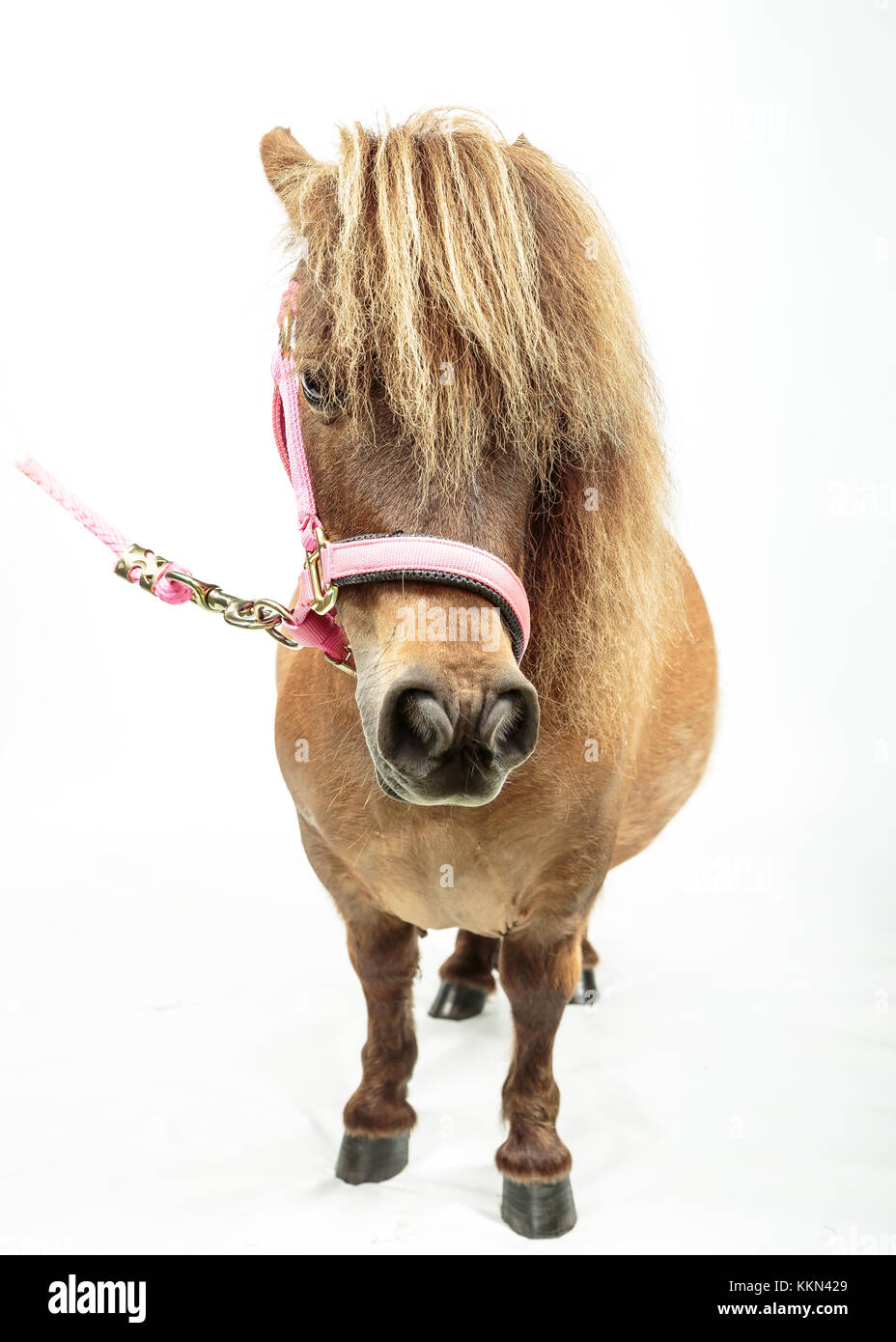 Studio-Aufnahmen von Tiny Horse Shetland Pony auf weißem Hintergrund Stockfoto