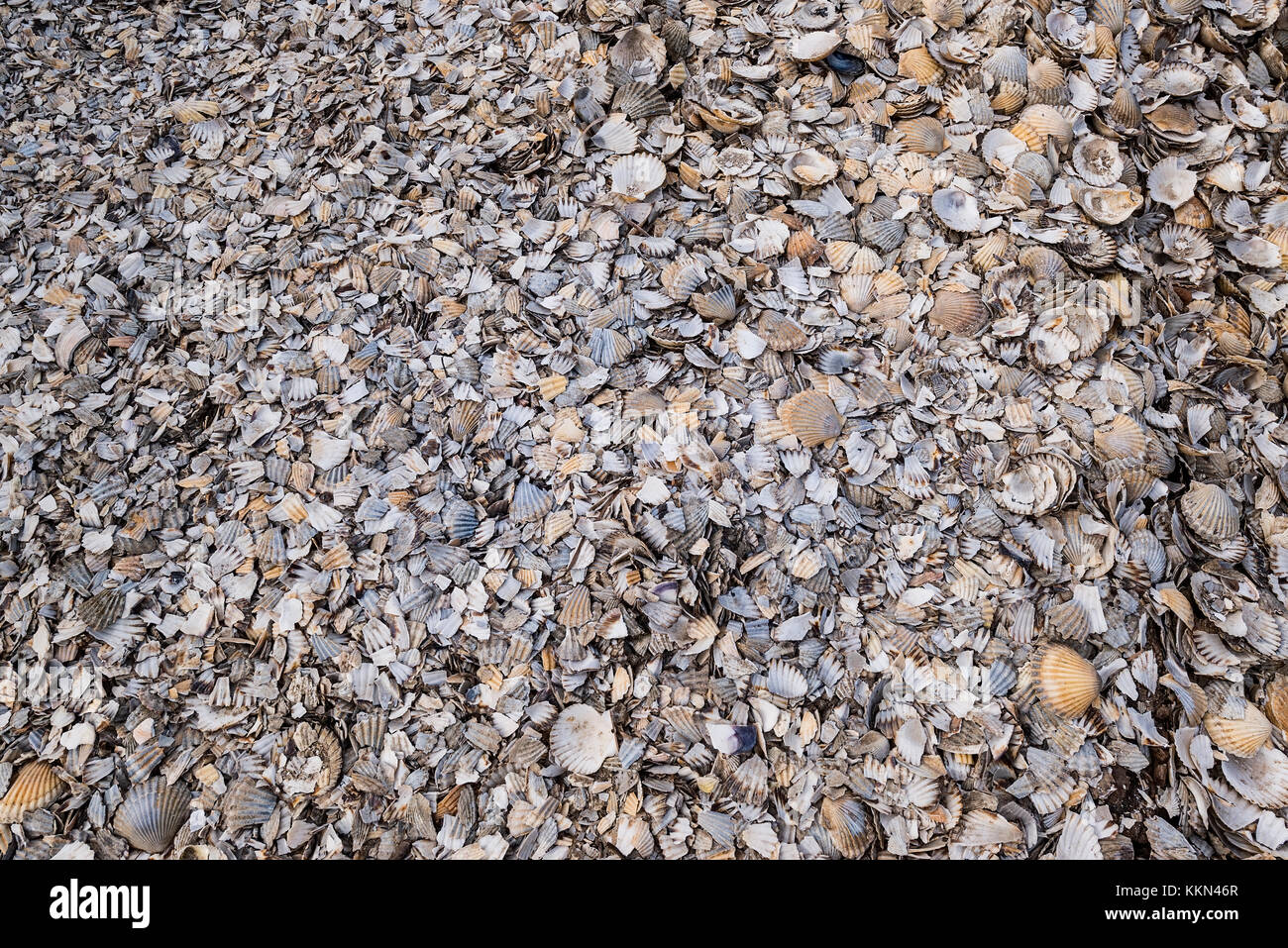 Tausende von kleinen Muscheln am Strand angespült. Stockfoto
