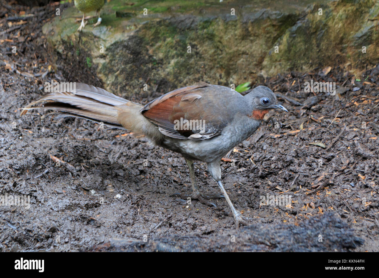 Australien, Healesville, Leierschwanz-vogels, Sanctuary, Sir Colin MacKenzie, Victoria, Boden - Wohnung *** Local Caption *** Australien, Healesville, Leierschwanz-vogels, S Stockfoto