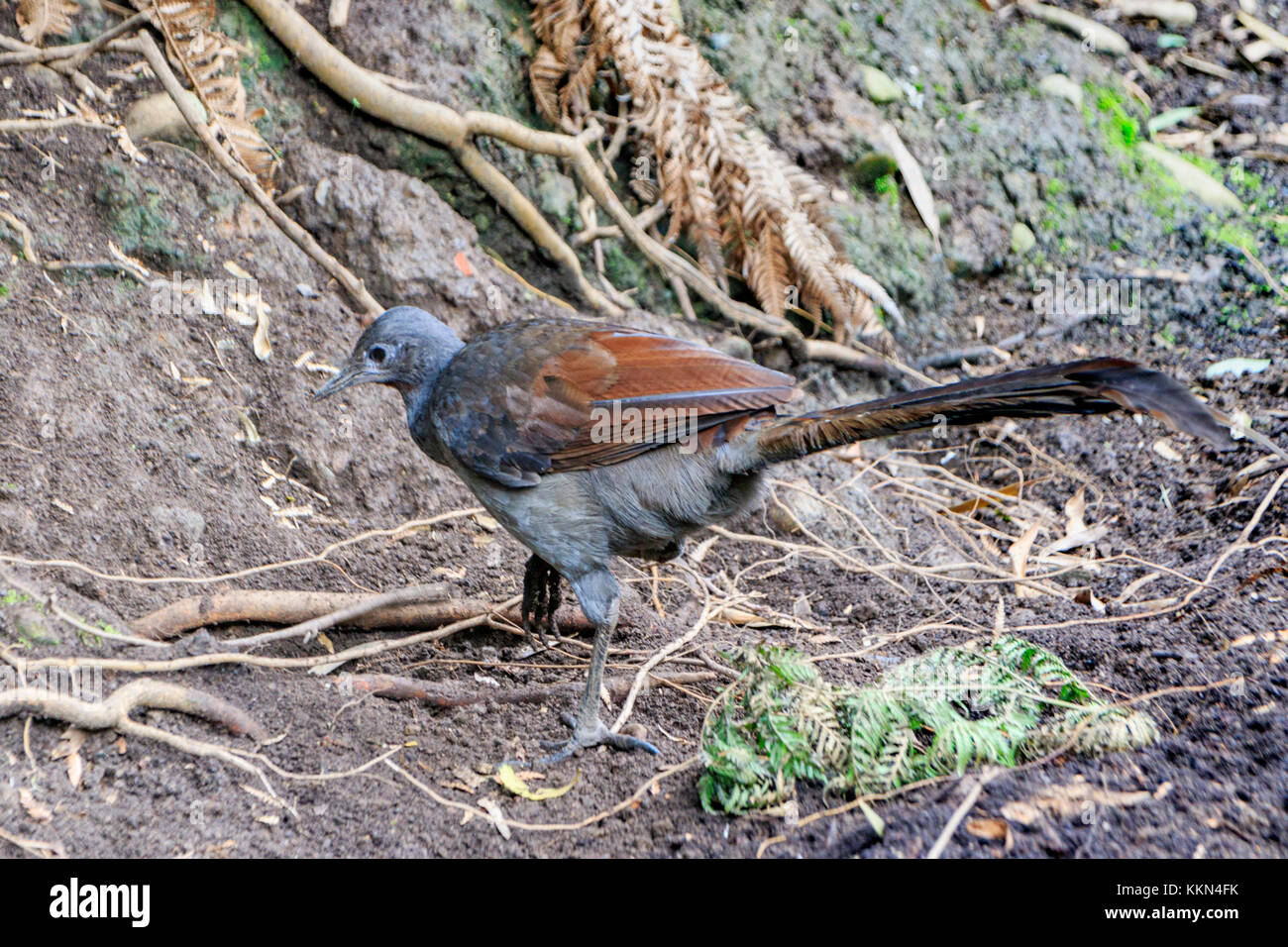 Australien, Healesville, Leierschwanz-vogels, Sanctuary, Sir Colin MacKenzie, Victoria, Boden - Wohnung *** Local Caption *** Australien, Healesville, Leierschwanz-vogels, S Stockfoto