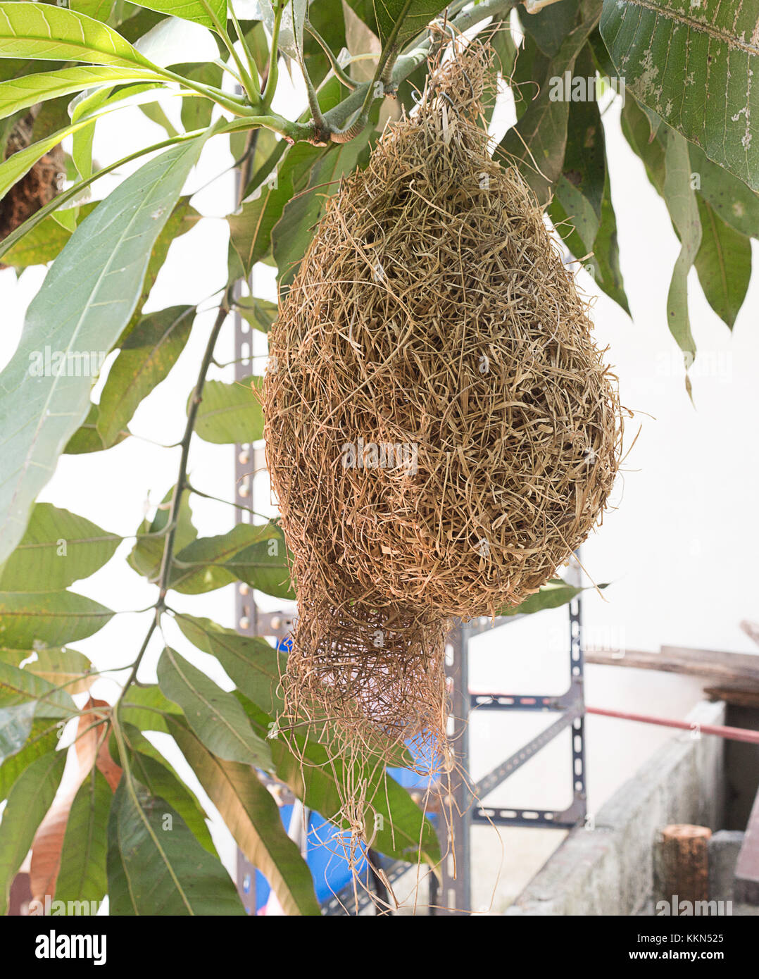 Skylark Nester, weaverbird Nest aus Heu, Skylark Nester auf Ästen in der Gegend natürlich zu kommen. (Focus vorne wählen Sie skylark Nester) Stockfoto