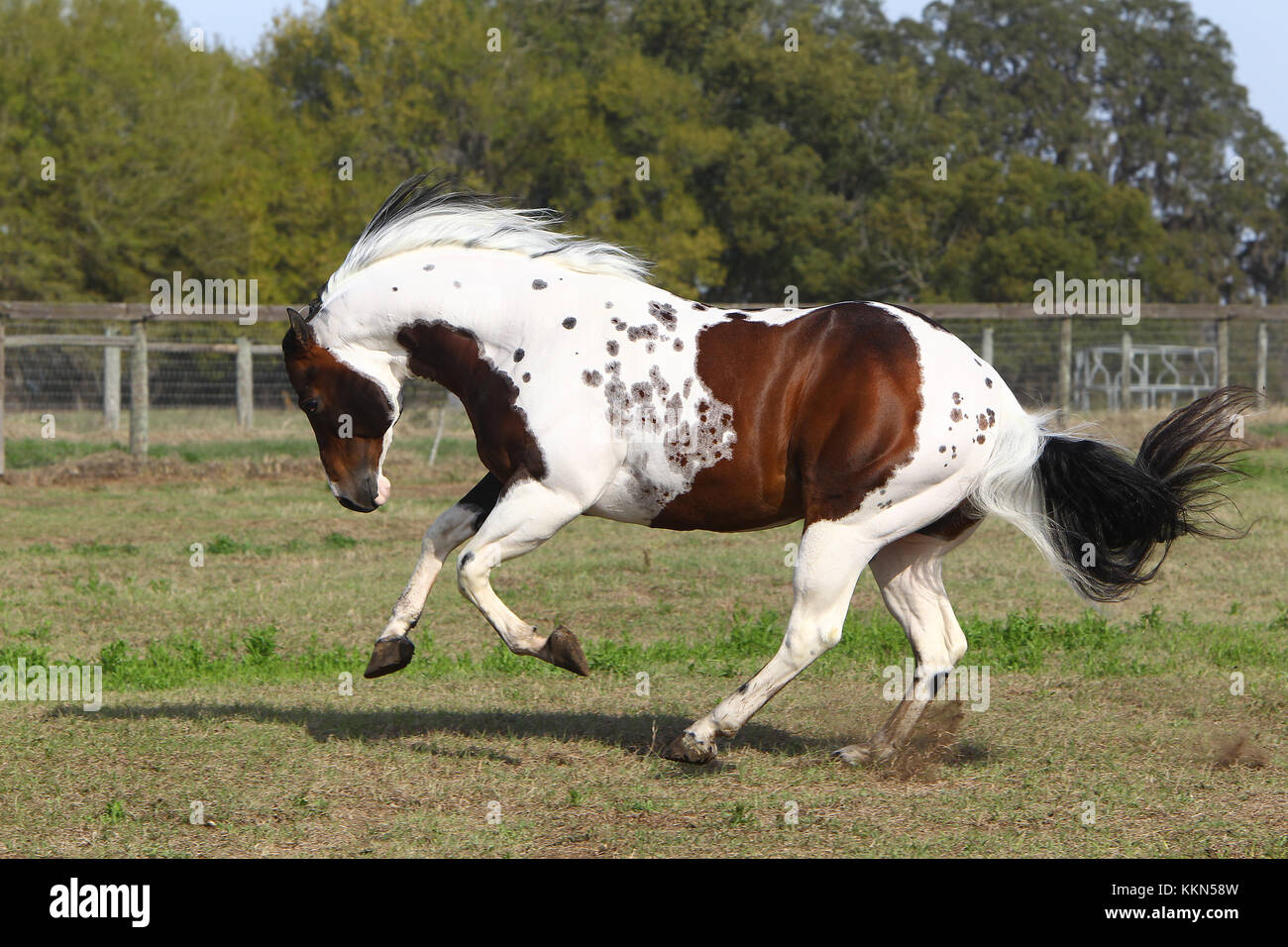 pics Tobiano Paint Horse Pictures https www alamy de stockfoto tobiano paint horse hengst 167036937 html