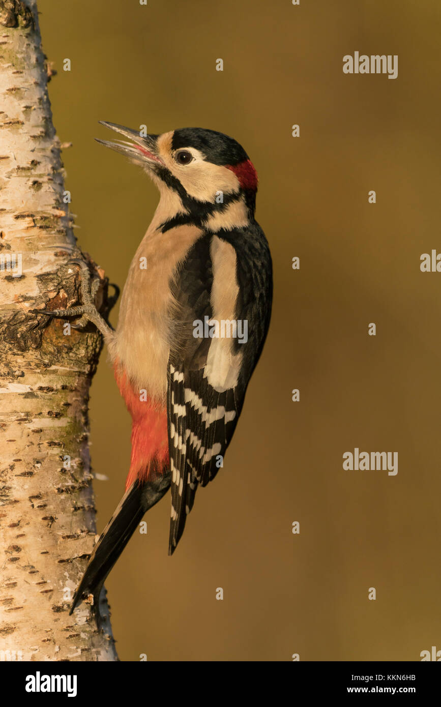 Großer gefleckter Spechte; Dendrocopos Major, auf der Suche nach Insekten auf alten, silbernen Birkenteig, difuse Hintergrund des herbstlichen Waldes, Portraitformat Stockfoto