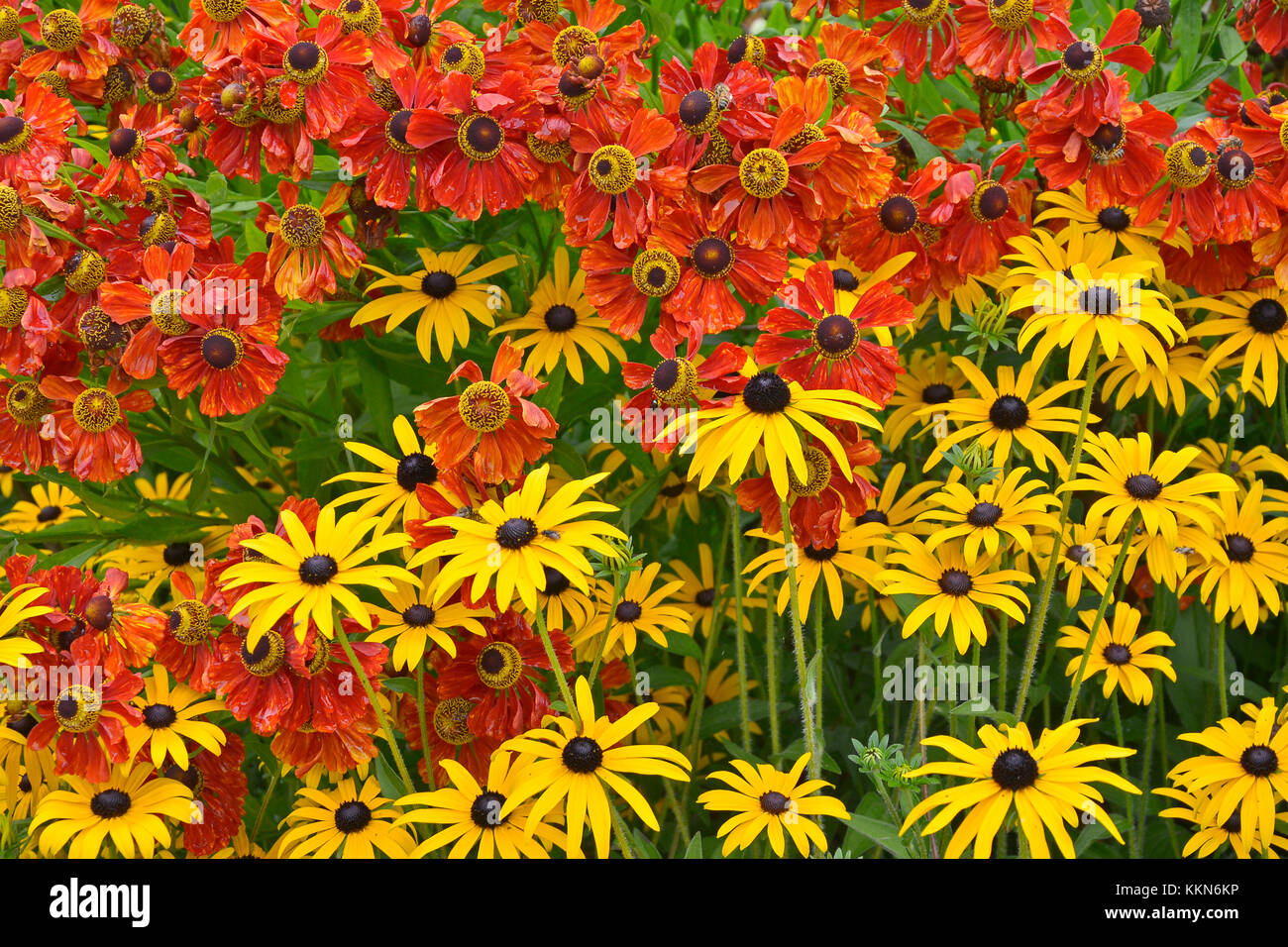 Nahaufnahme der einen Garten Blume Grenze mit bunten Helenium 'Moerheim Beauty' und Rudbeckia fulgida 'goldsturn' Stockfoto