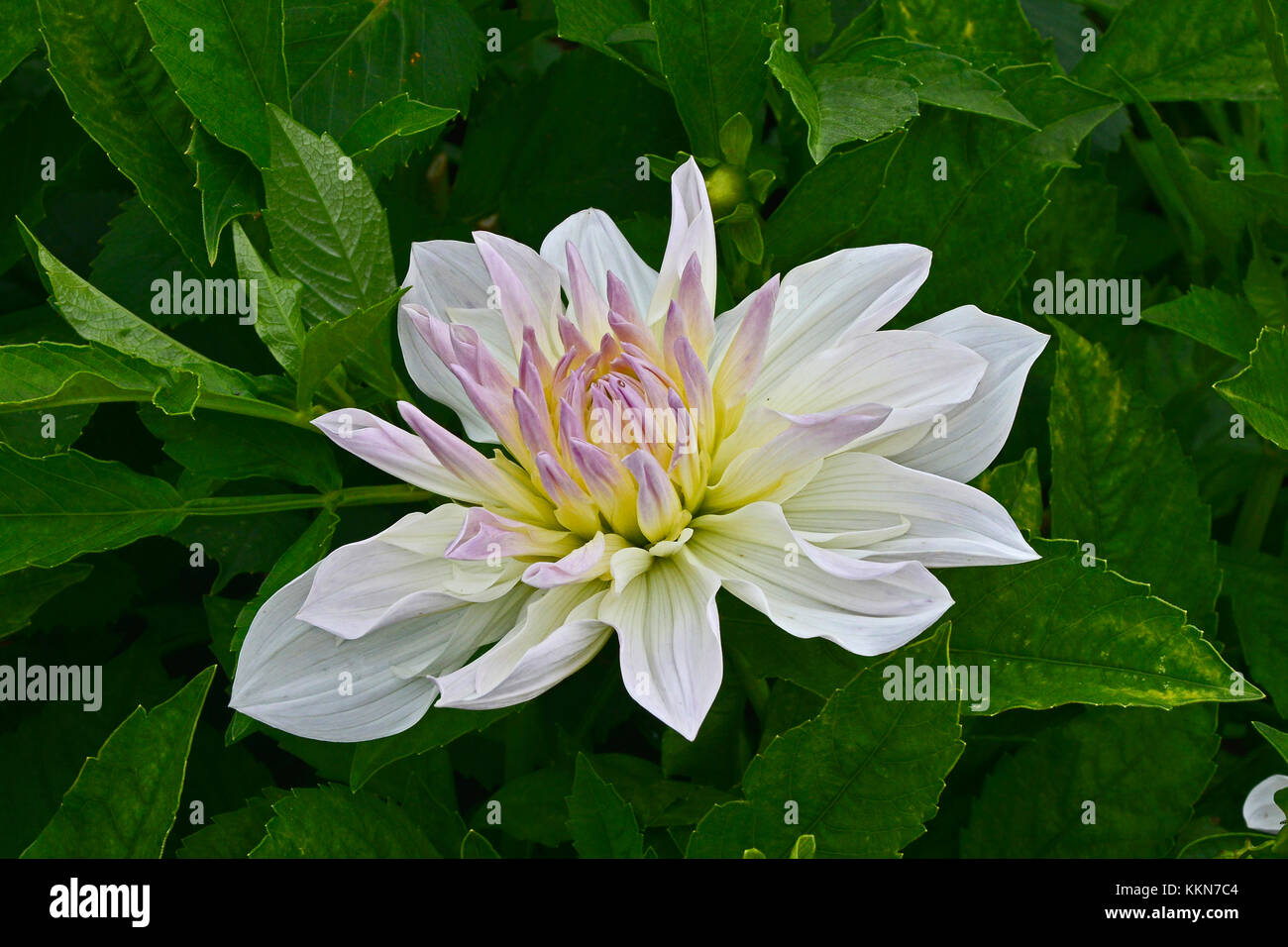 Blühende Dahlie 'Bud flanigan' in einem Garten Grenze Stockfoto
