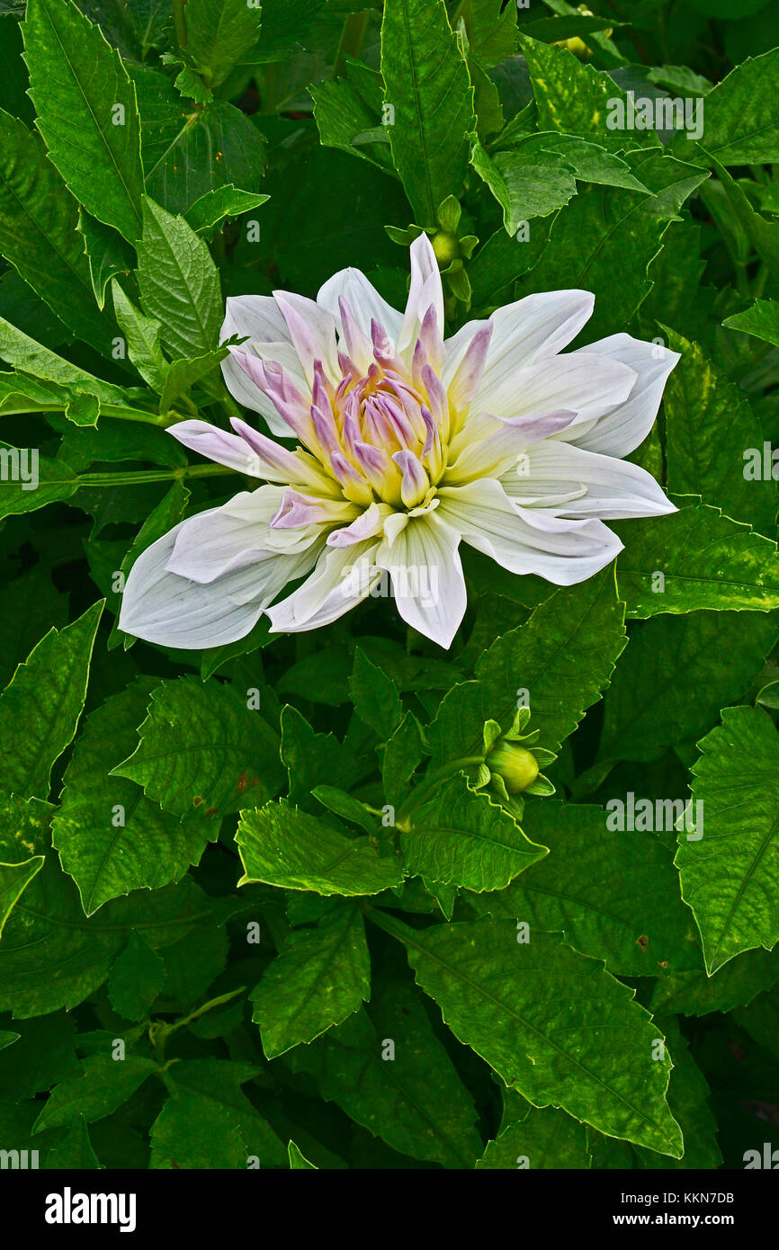 Blühende Dahlie 'Bud flanigan' in einem Garten Grenze Stockfoto