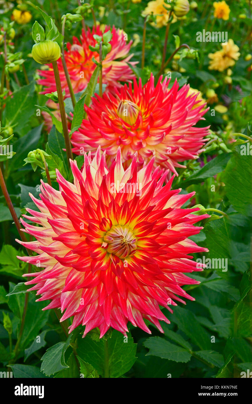 Nahaufnahme der Dahlie 'westlichen Spanische Tänzerin' in einer Blume Garten Stockfoto