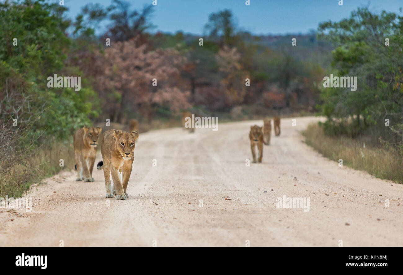 Die skukuza Stolz der Löwin im Krüger National Park, Südafrika Stockfoto