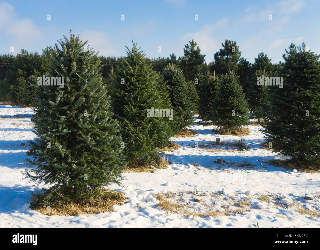 Christmas Tree Farm im ländlichen Amerika. Stockfoto