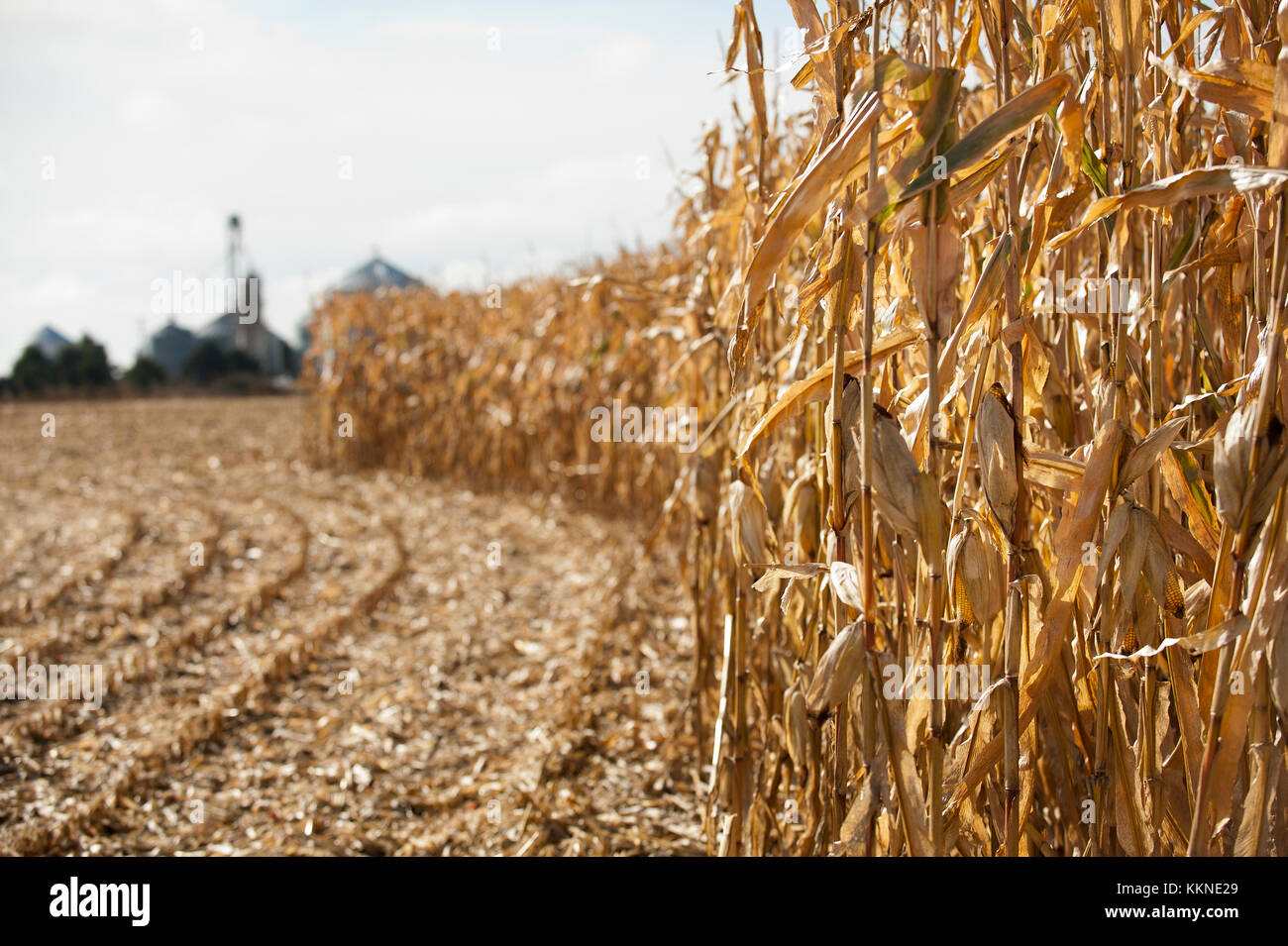 Ernte bereit MAIS IN FELD in Utica, Minnesota. Stockfoto