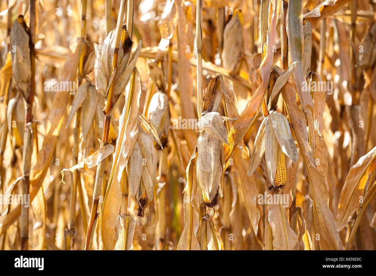 Ernte bereit MAIS IN FELD in Utica, Minnesota. Stockfoto