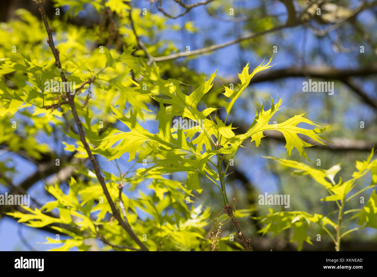 Sumpf-Eiche, Sumpf-Eiche, Spree-Eiche, Boulevard-Eiche, Nagel-Eiche, Eiche, Quercus palustris, Nadeleiche, spanische Sumpf-Eiche, Le Chêne des marais, Chêne à Stockfoto