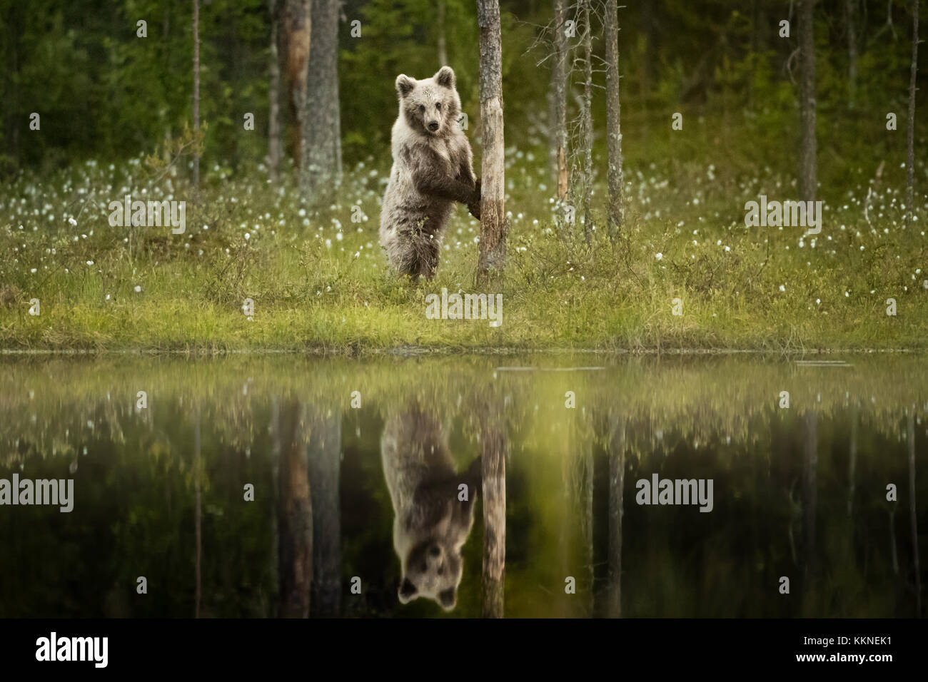 Brown Bear Cub (Ursus arctos) Stand mit Reflexion über See in Vartius, Finnland Stockfoto