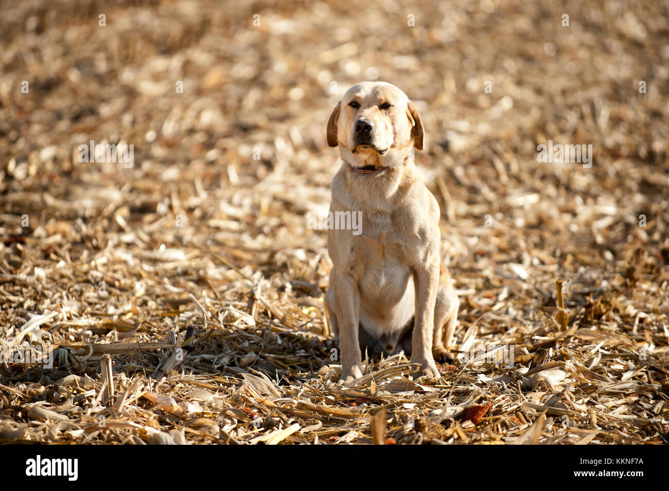 Gelbe LABRADOR RETRIEVER sitzen im MAISFELD in Utica, Minnesota. Stockfoto