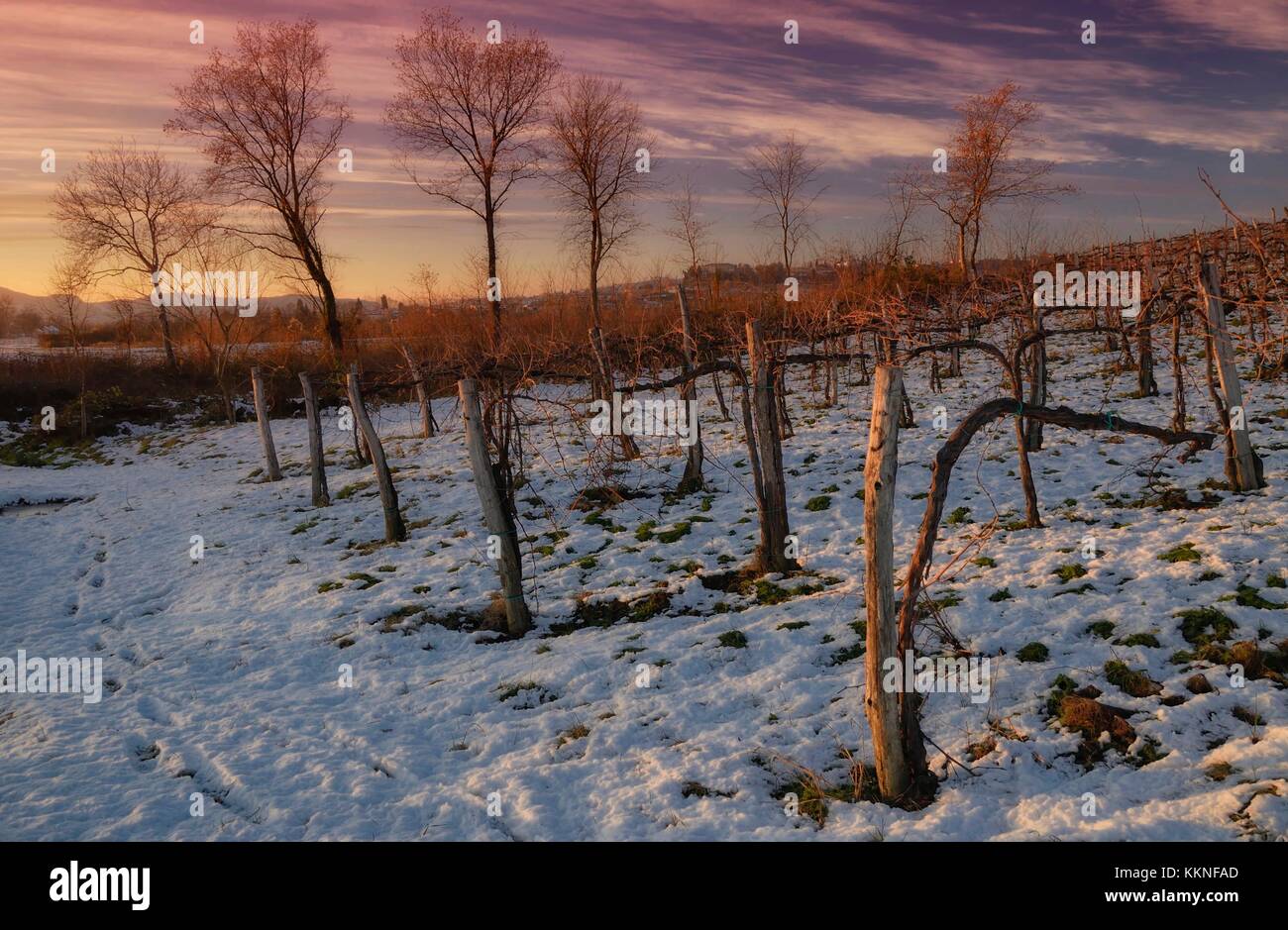 Collio, Winter, Görz, Friaul Julisch Venetien, Italien Stockfoto