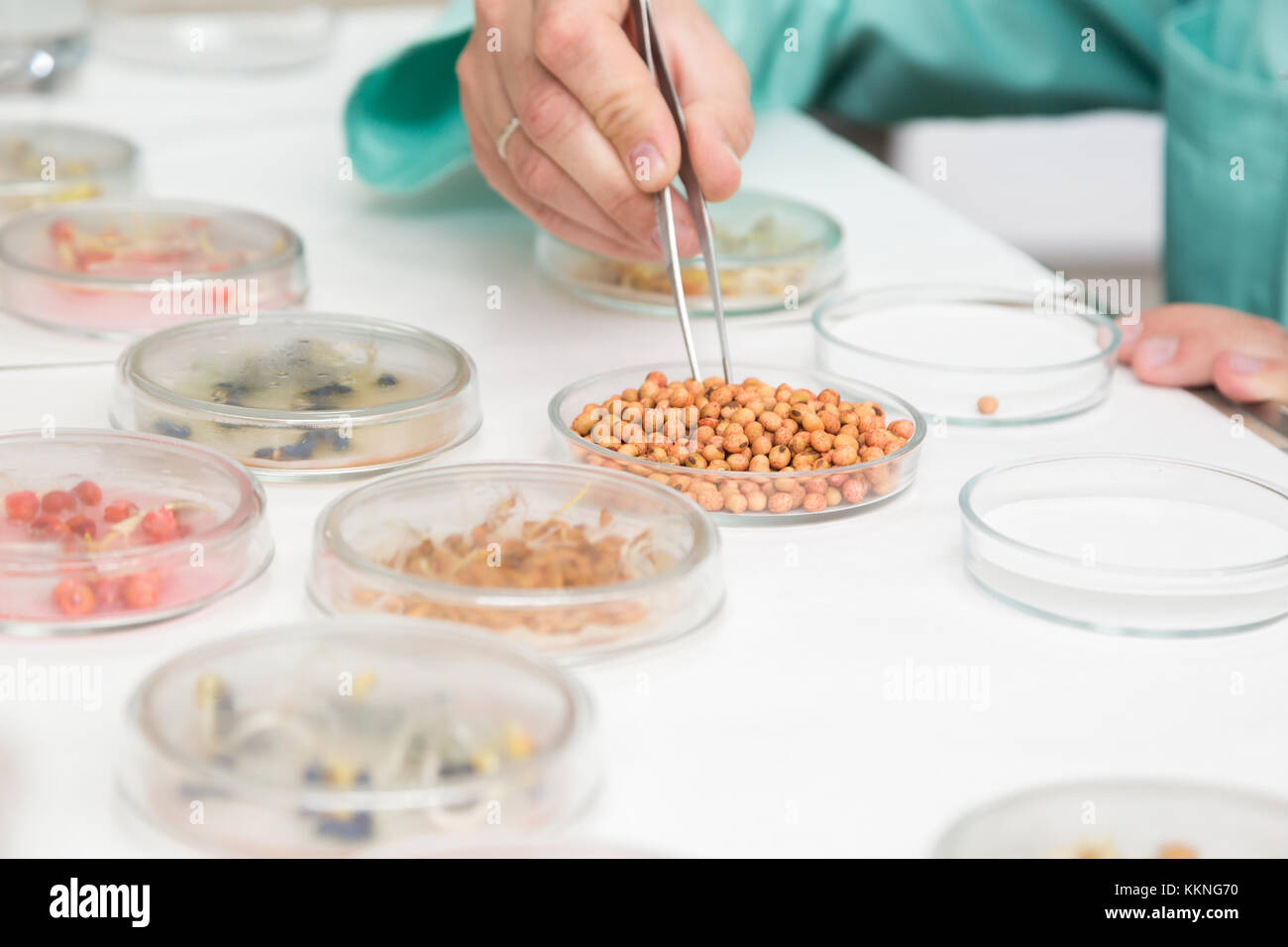 Arbeiten mit biologischen Stoffen im Labor. Hand mit Pinzette Nahaufnahme. Konzept: Biologische Forschung Stockfoto