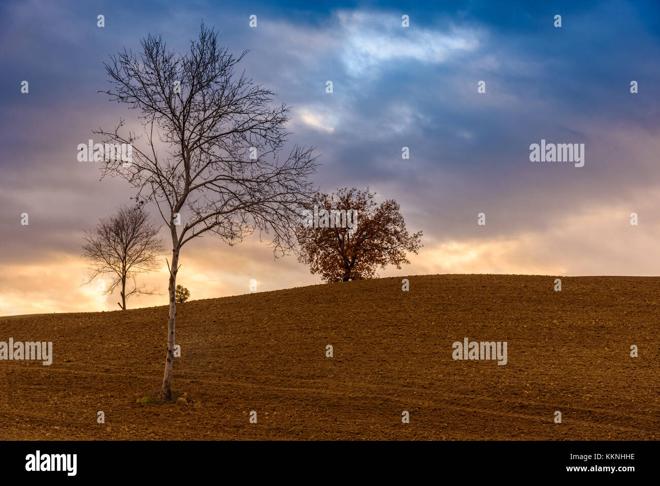 Die letzten Tage des Herbstes. Baum in einem Feld in der toskanischen Landschaft. Stockfoto