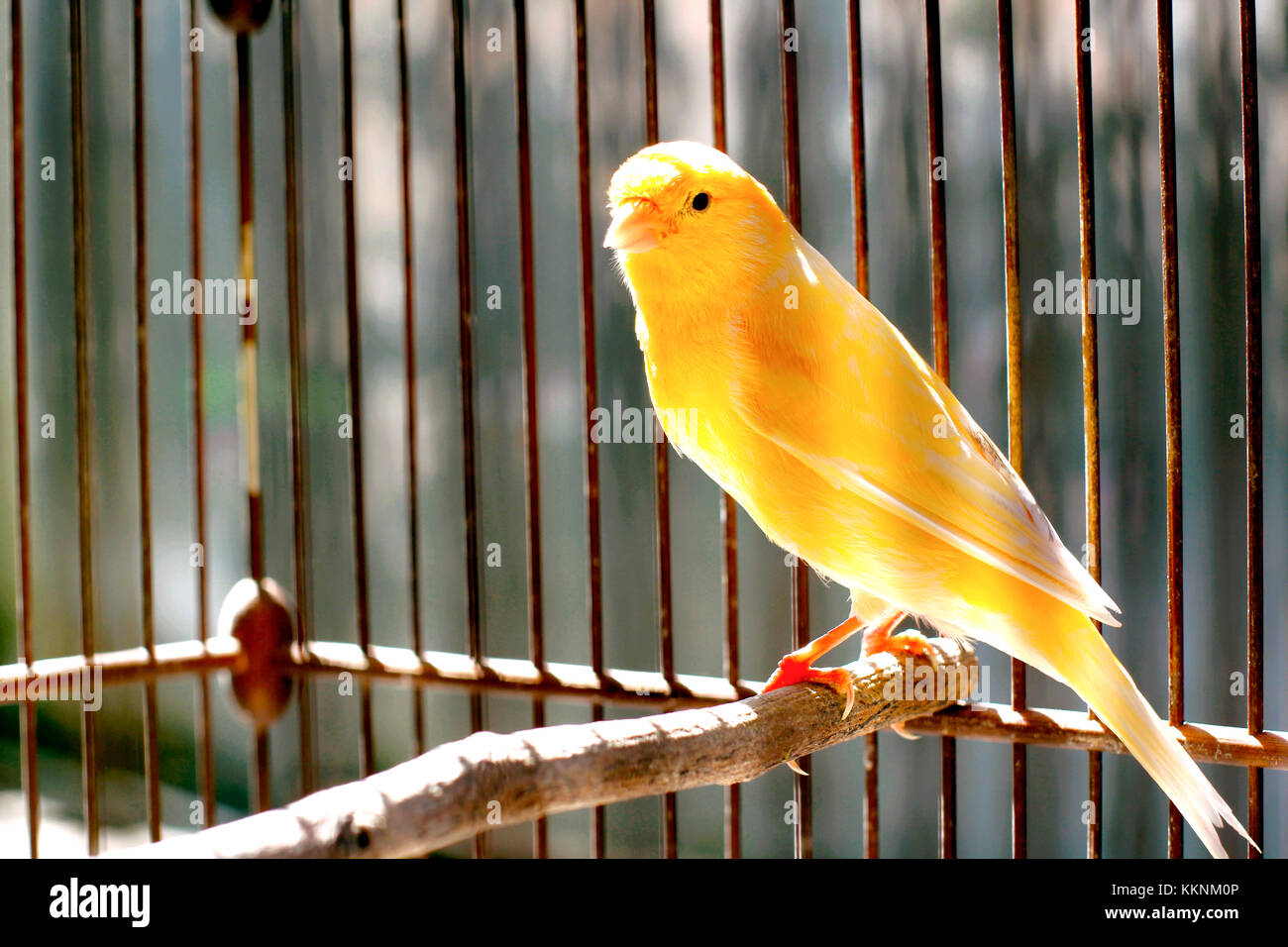 Schöne gelbe Kanarische sitzen auf dem Käfig Stockfoto