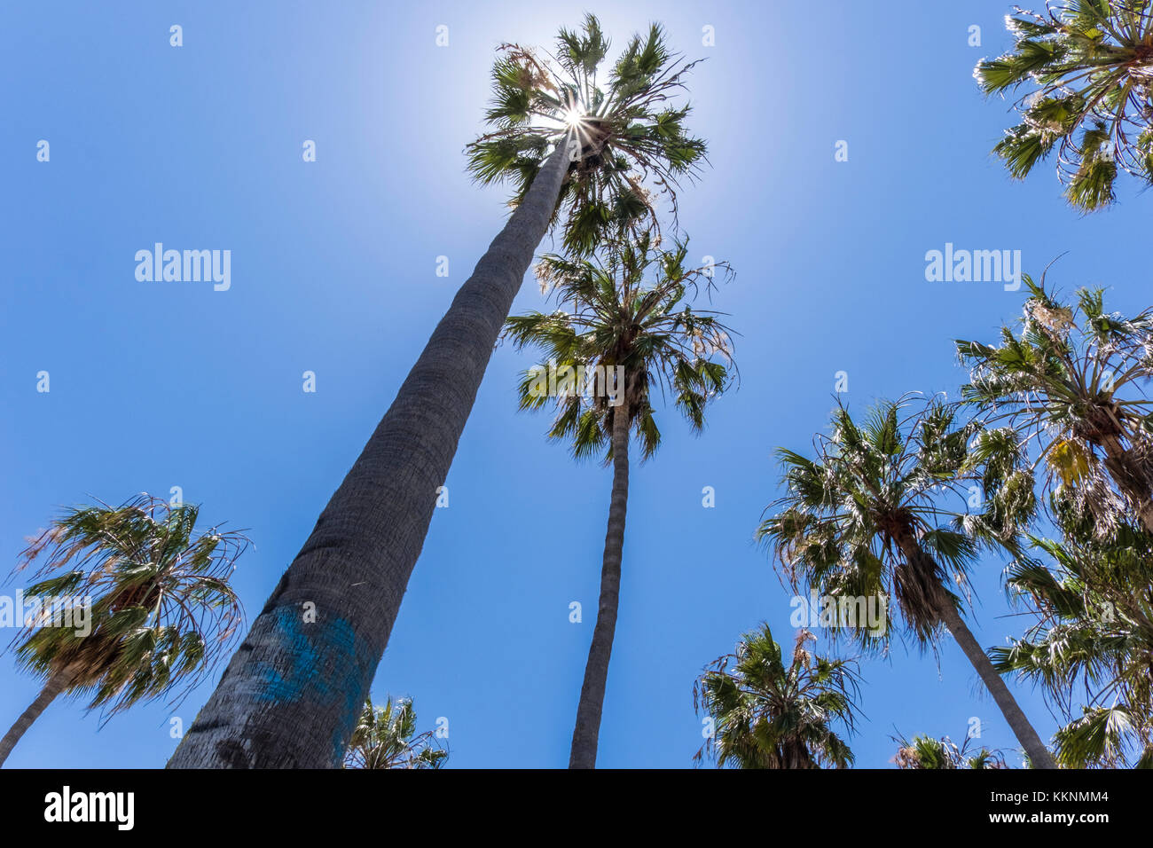 Palmen in der Hintergrundbeleuchtung, Venice Beach, Los Angeles, Kalifornien, USA Stockfoto
